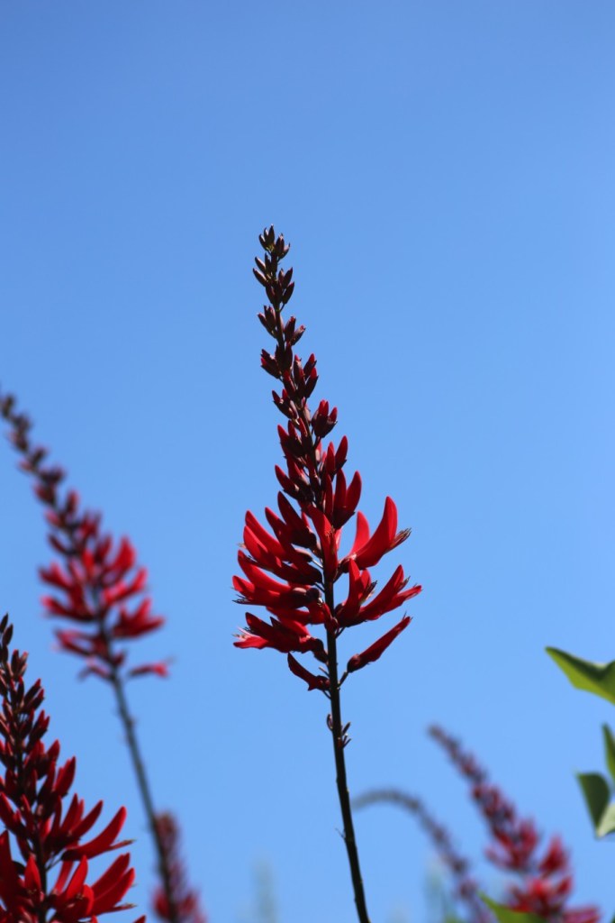 mostly summer (again)