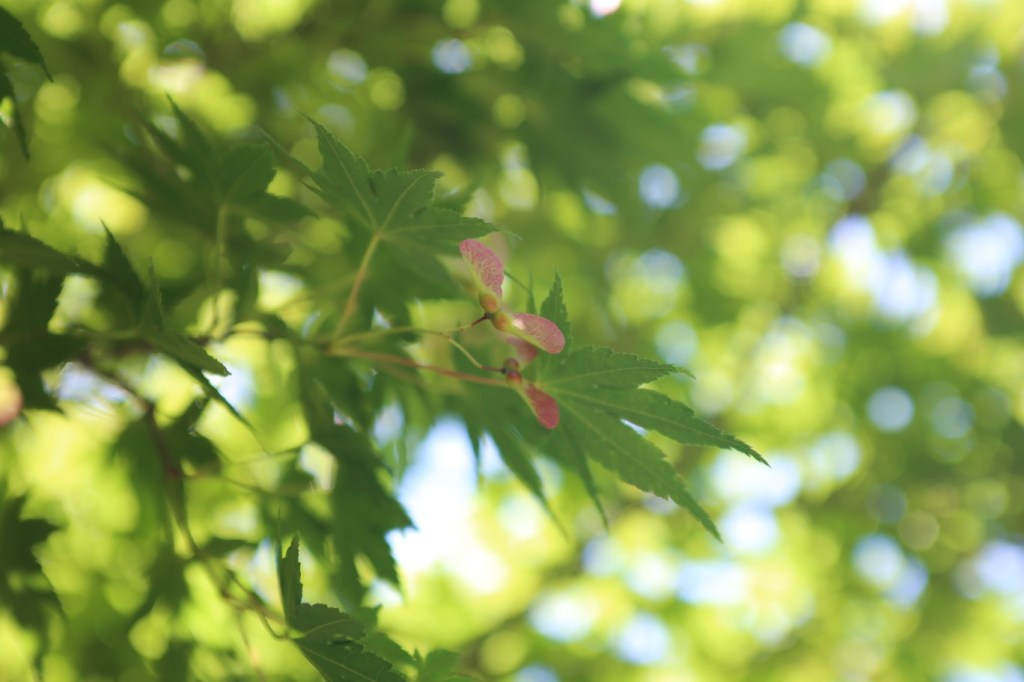japanese maple